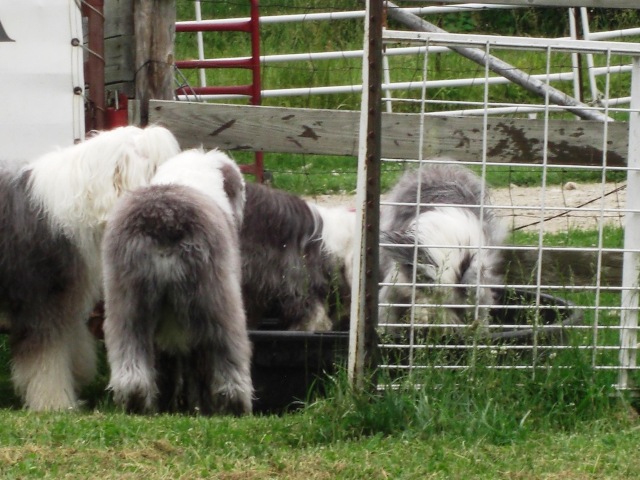 /images/events/24/Playing in the water trough.jpg